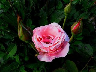 RIMG0015-1000.jpg